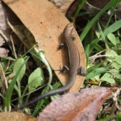 Lampropholis sp. (Grass Skink) at Moruya, NSW - 6 Oct 2019 by LisaH