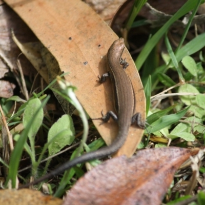 Lampropholis sp. (Grass Skink) at Moruya, NSW - 6 Oct 2019 by LisaH