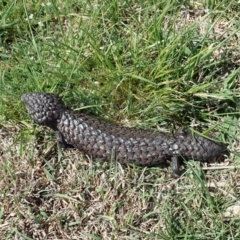 Tiliqua rugosa (Shingleback Lizard) at Mount Painter - 7 Oct 2019 by CathB