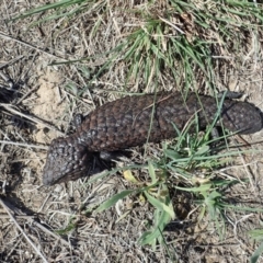 Tiliqua rugosa at Cook, ACT - 7 Oct 2019