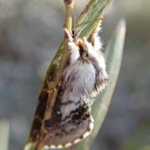 Porela delineata at Aranda, ACT - 7 Oct 2019 03:38 PM