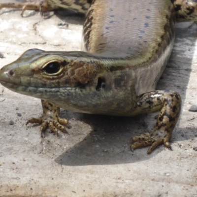 Eulamprus quoyii (Eastern Water Skink) at Shoalhaven Heads, NSW - 5 Oct 2019 by Christine