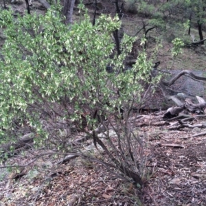 Styphelia triflora at Majura, ACT - 29 Mar 2014