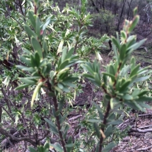 Styphelia triflora at Majura, ACT - 29 Mar 2014