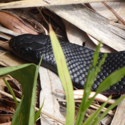 Pseudechis porphyriacus (Red-bellied Black Snake) at Shoalhaven Heads, NSW - 5 Oct 2019 by Christine