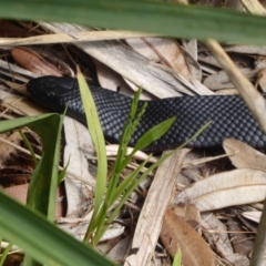 Pseudechis porphyriacus at Shoalhaven Heads, NSW - 6 Oct 2019 10:29 AM