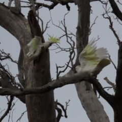 Cacatua galerita (Sulphur-crested Cockatoo) at Hall Cemetery - 4 Oct 2019 by AndyRoo