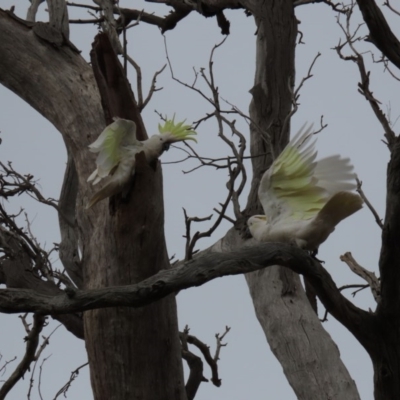 Cacatua galerita (Sulphur-crested Cockatoo) at Hall Cemetery - 4 Oct 2019 by AndyRoo
