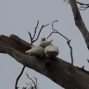 Cacatua galerita at Hall, ACT - 5 Oct 2019 09:47 AM