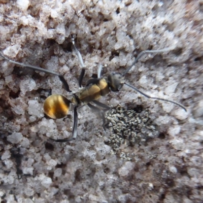 Polyrhachis ammon (Golden-spined Ant, Golden Ant) at Bomaderry, NSW - 6 Oct 2019 by Christine