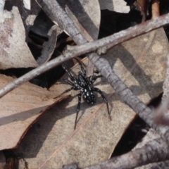 Nyssus albopunctatus (White-spotted swift spider) at Bomaderry, NSW - 6 Oct 2019 by Christine