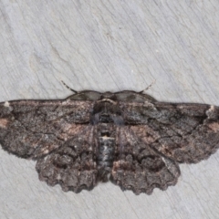 Pholodes sinistraria (Sinister or Frilled Bark Moth) at Rosedale, NSW - 6 Oct 2019 by jbromilow50