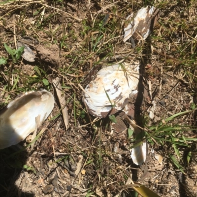 Hyriidae sp. (family) (Freshwater Mussels) at Mongarlowe, NSW - 24 Sep 2019 by kieranh