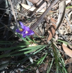 Patersonia sericea var. sericea (Silky Purple-flag) at Budawang, NSW - 29 Sep 2019 by kieranh