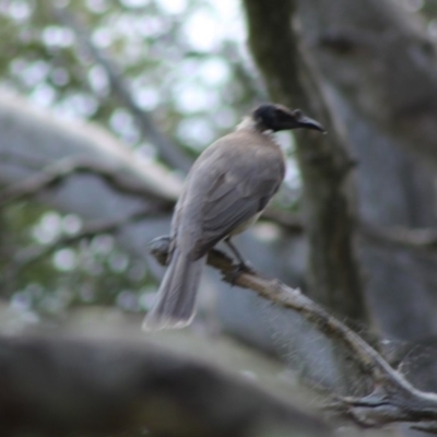 Philemon corniculatus (Noisy Friarbird) at Deakin, ACT - 6 Oct 2019 by kieranh
