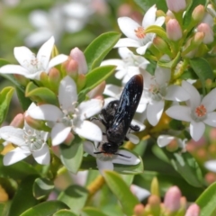 Austroscolia soror at Acton, ACT - 1 Oct 2019 12:09 PM