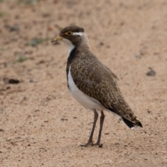 Vanellus tricolor (Banded Lapwing) at Rendezvous Creek, ACT - 8 Oct 2019 by rawshorty