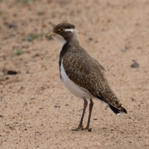 Vanellus tricolor at Rendezvous Creek, ACT - 8 Oct 2019