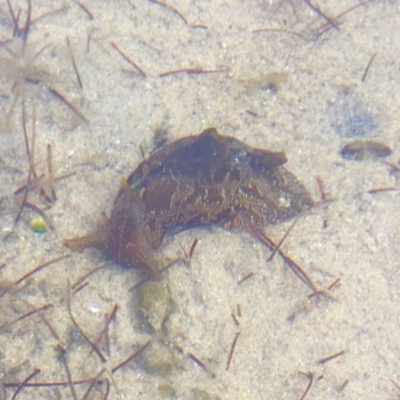 Unidentified Sea Slug, Sea Hare or Bubble Shell at Tuross Head, NSW - 6 Oct 2019 by AndrewCB