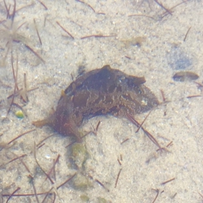 Aplysia sp. at Tuross Head, NSW - 6 Oct 2019 by AndrewCB