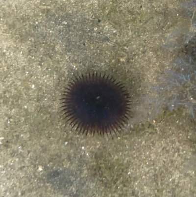 Myxicola infundibulum (Myxicola infundibulum) at Tuross Head, NSW - 6 Oct 2019 by AndrewCB