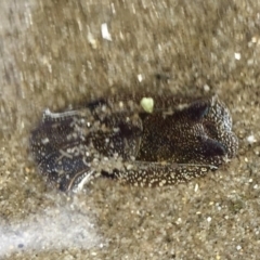 Unverified Sea Slug, Sea Hare or Bubble Shell at Tuross Head, NSW - 7 Oct 2019 by AndrewCB