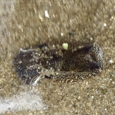 Unverified Sea Slug, Sea Hare or Bubble Shell at Tuross Head, NSW - 7 Oct 2019 by AndrewCB