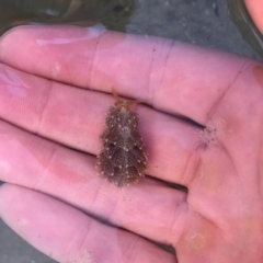 Unidentified Sea Slug, Sea Hare or Bubble Shell at Tuross Head, NSW - 6 Oct 2019 by AndrewCB