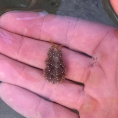 Unverified Sea Slug, Sea Hare or Bubble Shell at Tuross Head, NSW - 6 Oct 2019 by AndrewCB