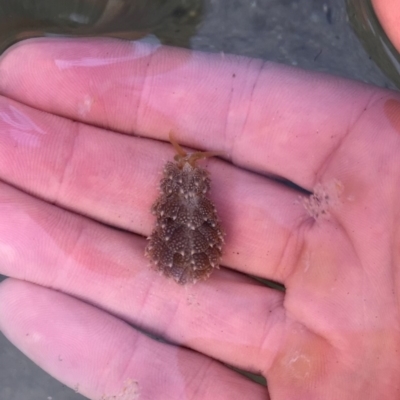 Unverified Sea Slug, Sea Hare or Bubble Shell at Tuross Head, NSW - 6 Oct 2019 by AndrewCB