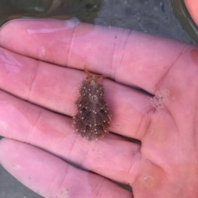 Unidentified Sea Slug, Sea Hare or Bubble Shell at Tuross Head, NSW - 6 Oct 2019 by AndrewCB