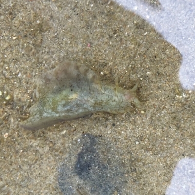 Aplysia sydneyensis (Aplysia sydneyensis) at Tuross Head, NSW - 7 Oct 2019 by AndrewCB