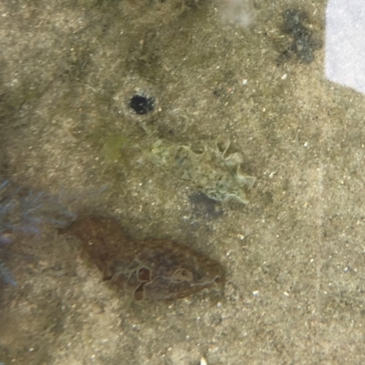 Unidentified Sea Slug, Sea Hare or Bubble Shell at Tuross Head, NSW - 7 Oct 2019 by AndrewCB