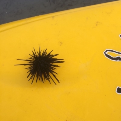 Unidentified Sea Urchin at Tuross Head, NSW - 6 Oct 2019 by AndrewCB