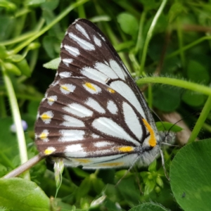 Belenois java at Kambah, ACT - 8 Oct 2019 09:18 AM