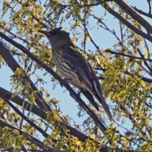 Oriolus sagittatus at Monash, ACT - 7 Oct 2019