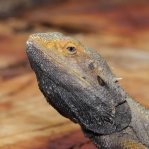 Pogona barbata at Acton, ACT - suppressed