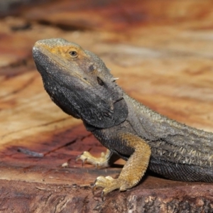 Pogona barbata at Acton, ACT - suppressed