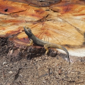 Pogona barbata at Acton, ACT - suppressed