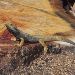 Pogona barbata at Acton, ACT - suppressed