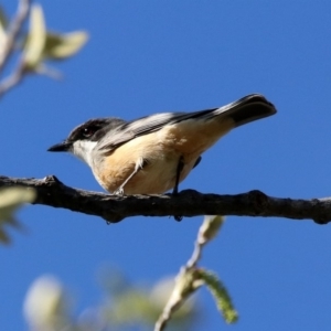 Pachycephala rufiventris at Monash, ACT - 7 Oct 2019 04:15 PM