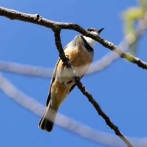 Pachycephala rufiventris at Monash, ACT - 7 Oct 2019 04:15 PM