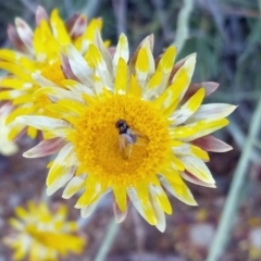 Phasia sp. (genus) (A bristle fly) at Sth Tablelands Ecosystem Park - 3 Oct 2019 by galah681