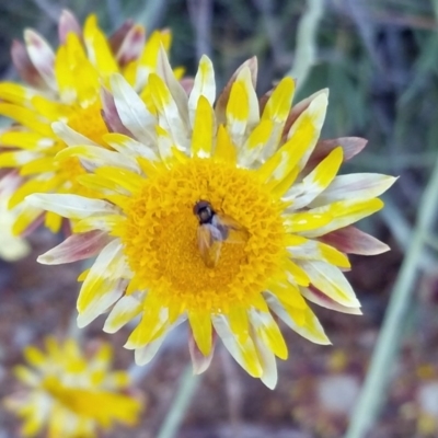 Phasia sp. (genus) (A bristle fly) at Molonglo Valley, ACT - 3 Oct 2019 by galah681