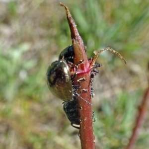 Chrysolina quadrigemina at Molonglo Valley, ACT - 3 Oct 2019