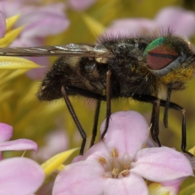 Dasybasis sp. (genus) (A march fly) at Kambah, ACT - 7 Oct 2019 by Marthijn