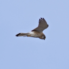 Falco cenchroides (Nankeen Kestrel) at Fadden, ACT - 6 Oct 2019 by Marthijn