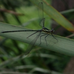 Austroargiolestes icteromelas (Common Flatwing) at Berry, NSW - 5 Oct 2019 by Jeannie