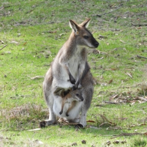 Notamacropus rufogriseus at Tennent, ACT - 6 Oct 2019