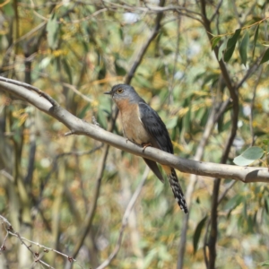 Cacomantis flabelliformis at Tennent, ACT - 6 Oct 2019 11:03 AM